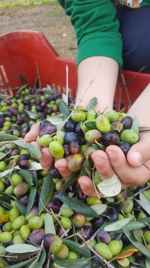 Agriturismo La Ginestrella Civitella D'Arna Ngoại thất bức ảnh