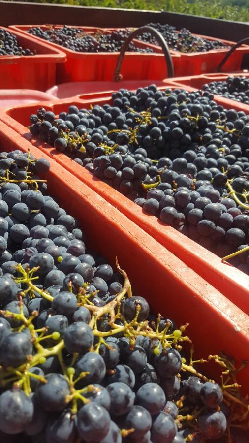 Agriturismo La Ginestrella Civitella D'Arna Ngoại thất bức ảnh