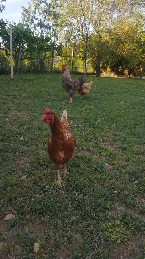 Agriturismo La Ginestrella Civitella D'Arna Ngoại thất bức ảnh